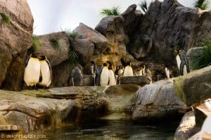 Penguin exhibit at St. Louis Zoo