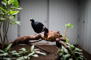 Sad birds at St. Louis Zoo