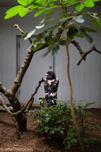A sad eagle in the bird house at St. Louis Zoo