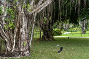 A Banyan tree at Azerai Can Tho