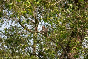 Monkey spotted at Azerai Can Tho