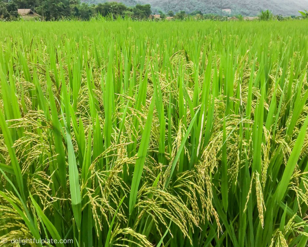 Vibrant green paddy fields in Yen Bai