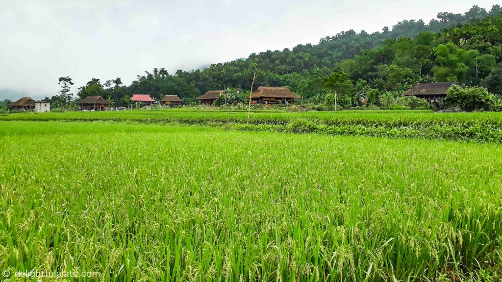 Unspoilt nature surrounding Xoi farmstay, Yen Bai